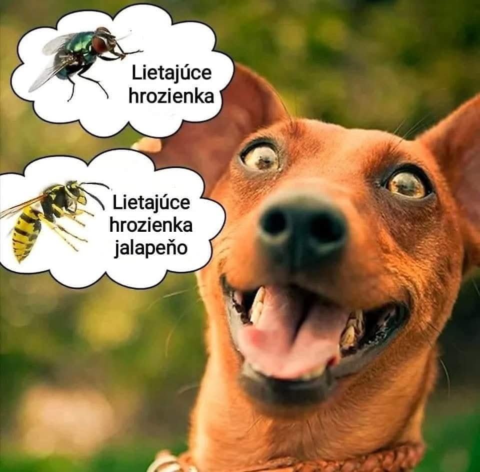 Obrázek rodzynki samolotowe