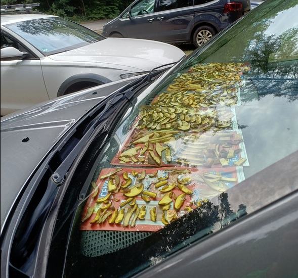 Obrázek roumenista susi houby