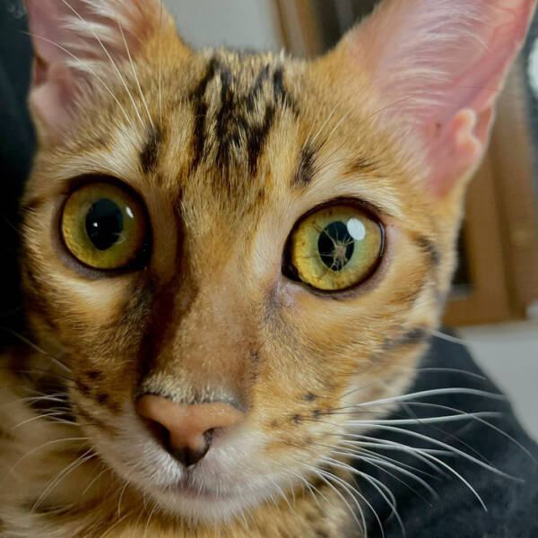 Obrázek rozbita cocka