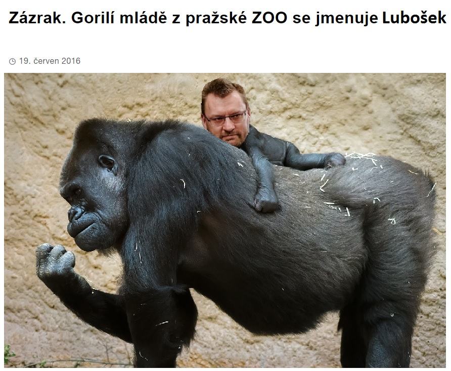 Obrázek rozkosne gorily mlade