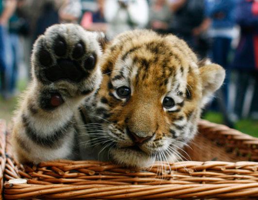 Obrázek rt tiger cub 080827 ssh