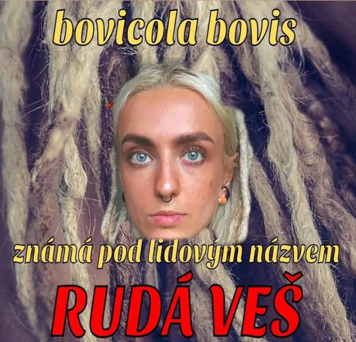 Obrázek ruda piratska ves