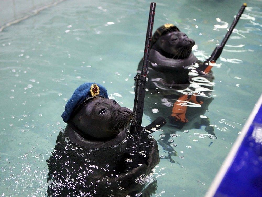 Obrázek russian-navy-seals