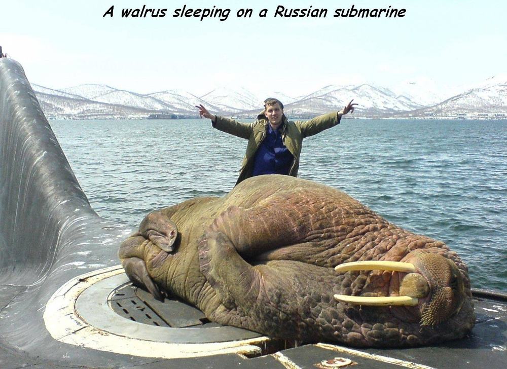 Obrázek russian-submarine-walrus