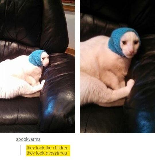 Obrázek russian cat2
