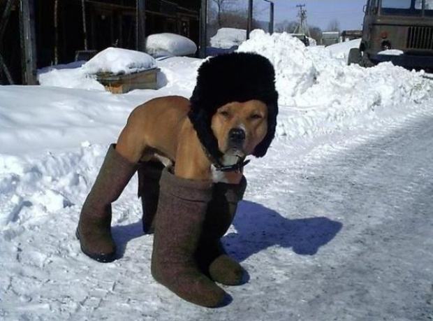 Obrázek russian dog