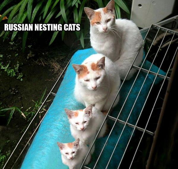 Obrázek russian nesting cats