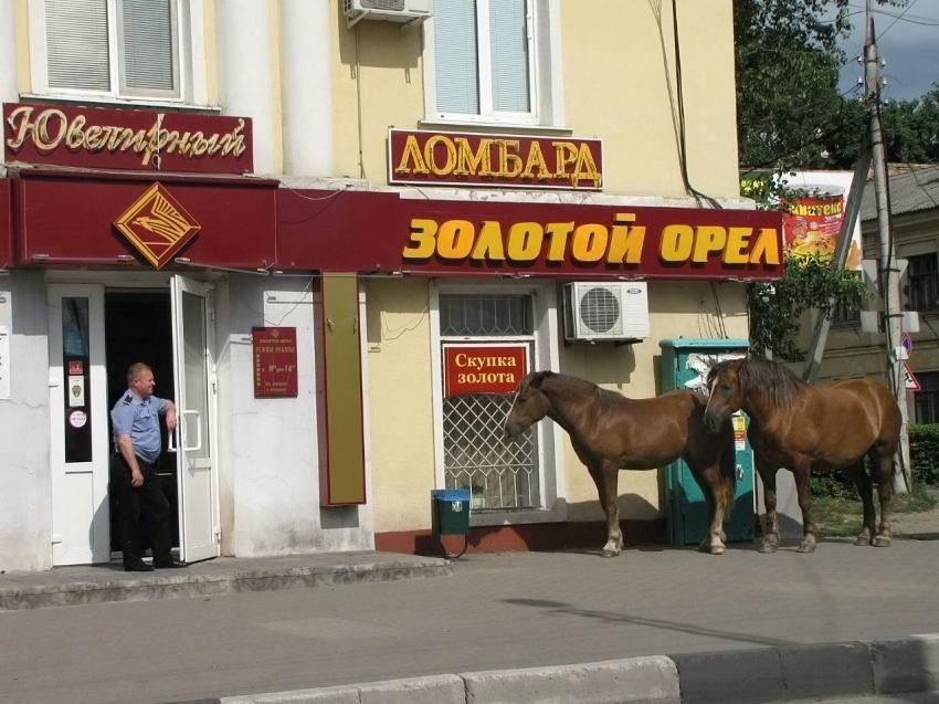 Obrázek russian police horse 