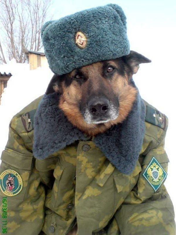 Obrázek russiandog