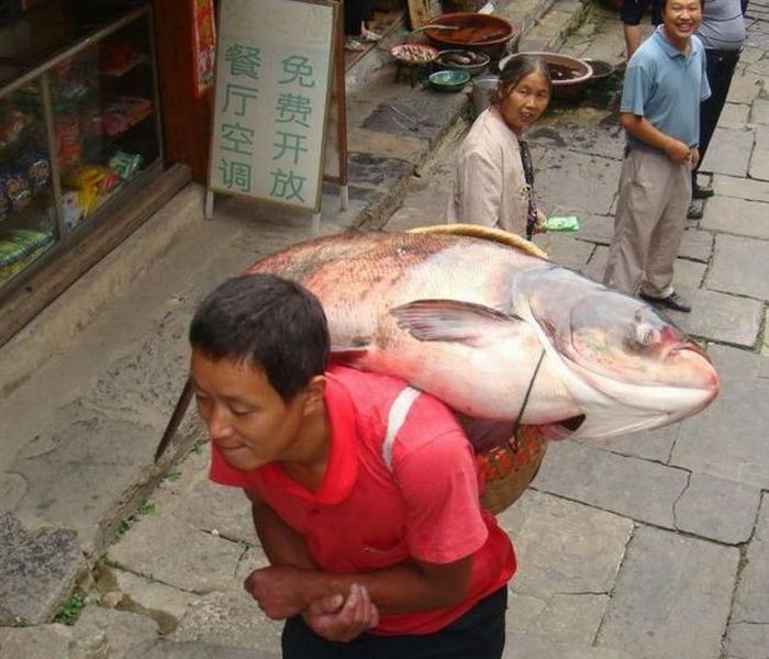 Obrázek rybar tolstolobik