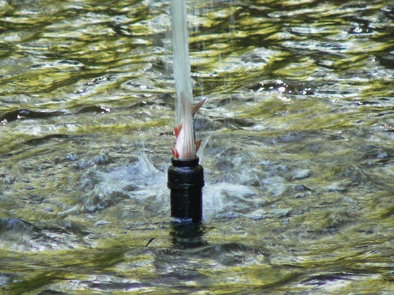 Obrázek rybi fontana