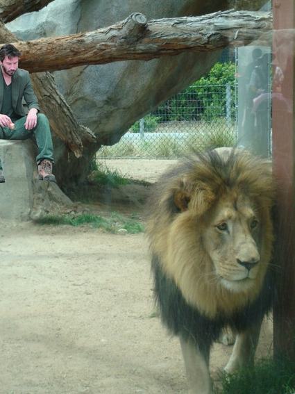 Obrázek sad lion
