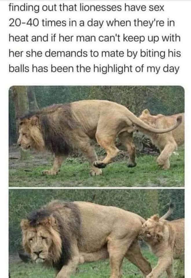 Obrázek sad lion is sad