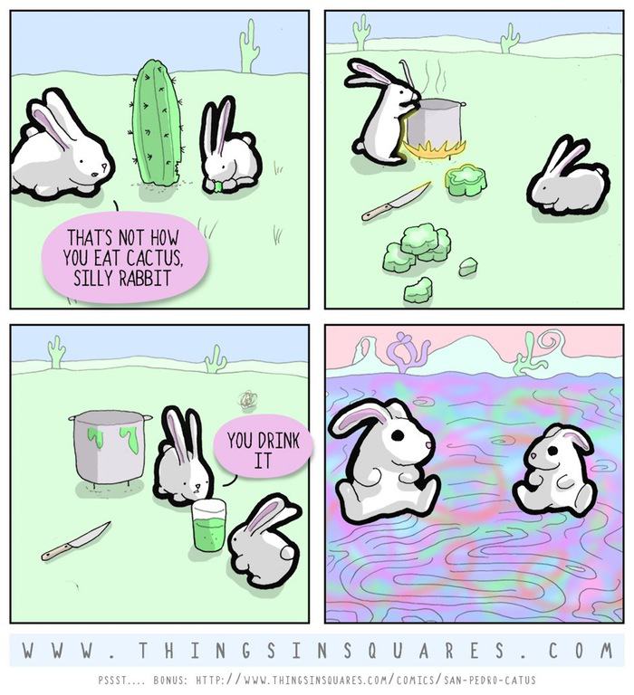 Obrázek sajic&nbsp;a&nbsp;kaktus