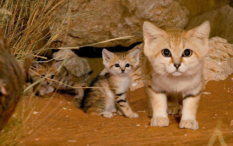 Obrázek sand cat