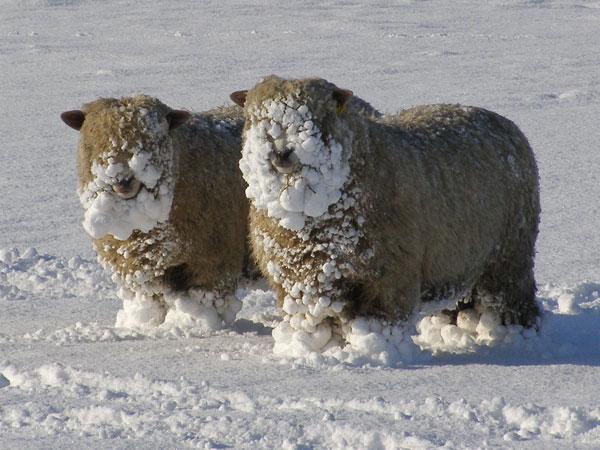 Obrázek schapen