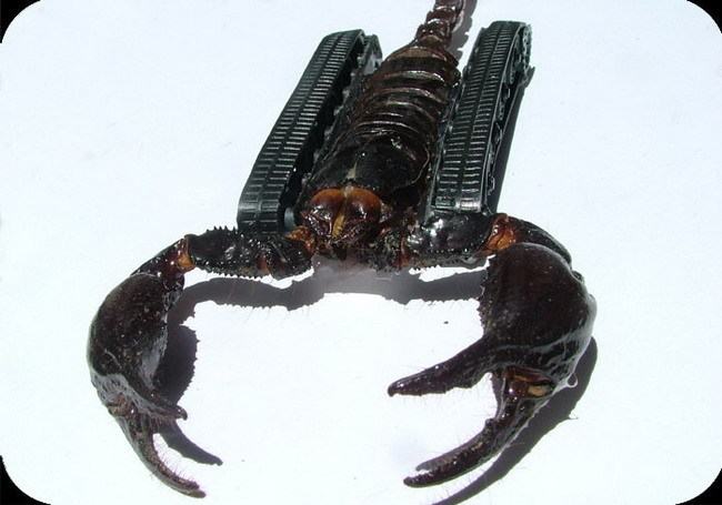 Obrázek scorpio tank