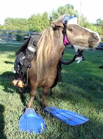 Obrázek scuba-horse-gear