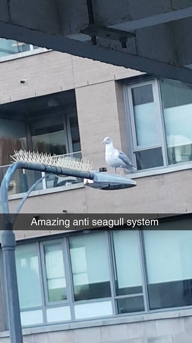 Obrázek seagullSystem