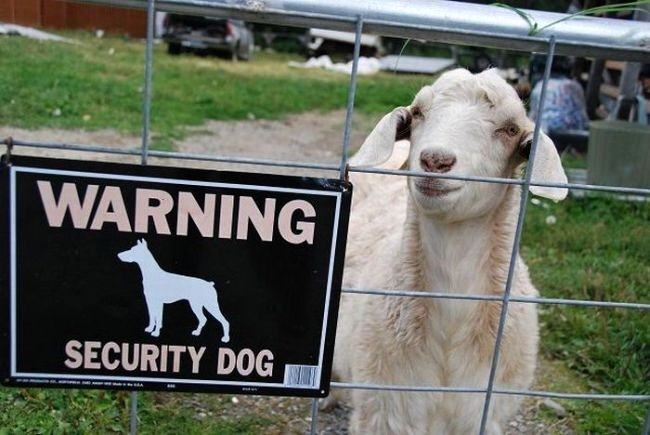 Obrázek security dog