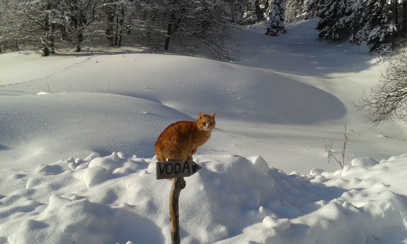 Obrázek sedi macka na prameni