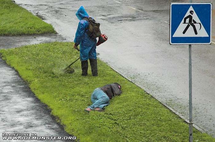 Obrázek sekam travnik