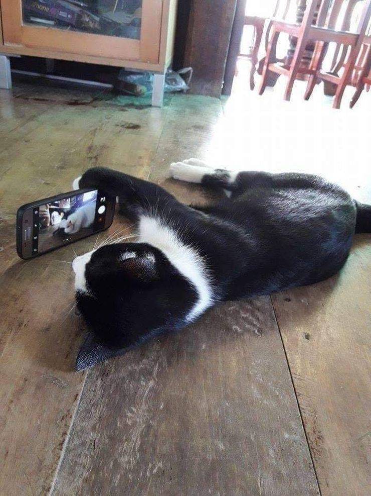Obrázek selfie kitty