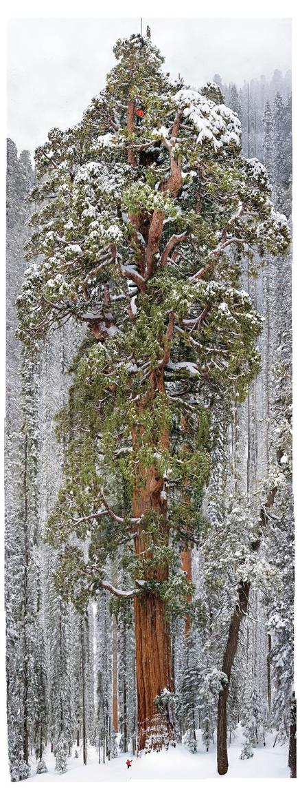 Obrázek sequoia