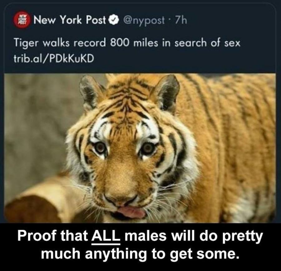 Obrázek sexualni&nbsp;predator