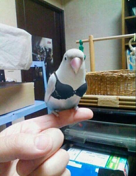 Obrázek sexyPapousek