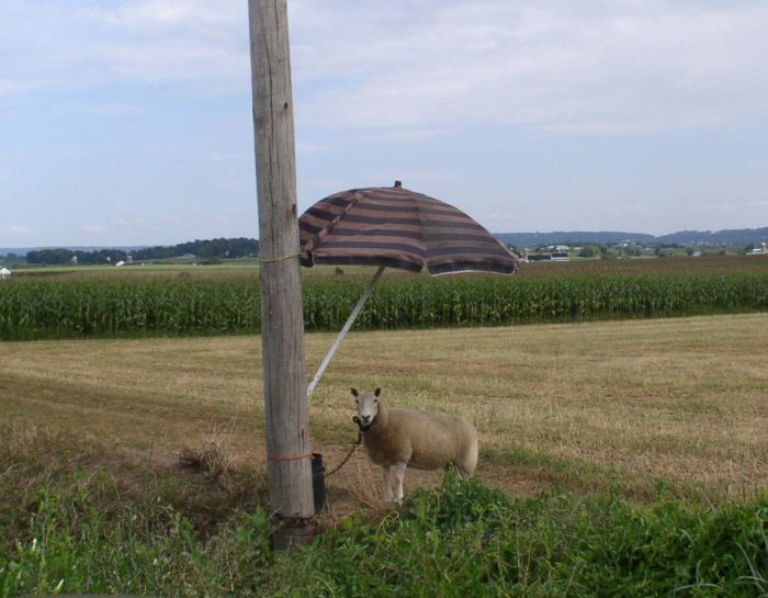 Obrázek shadow