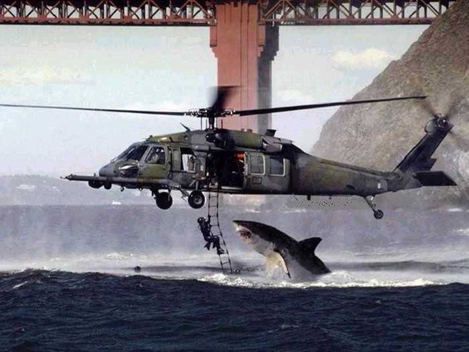 Obrázek shark attack