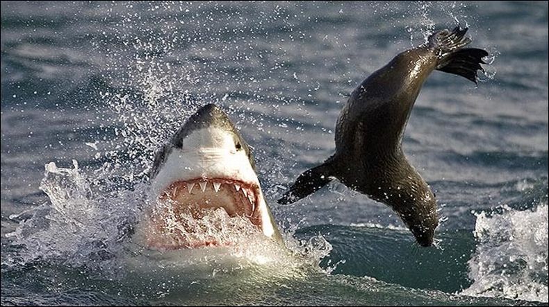 Obrázek shark vs seal
