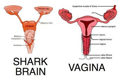Obrázek shark vs vagina