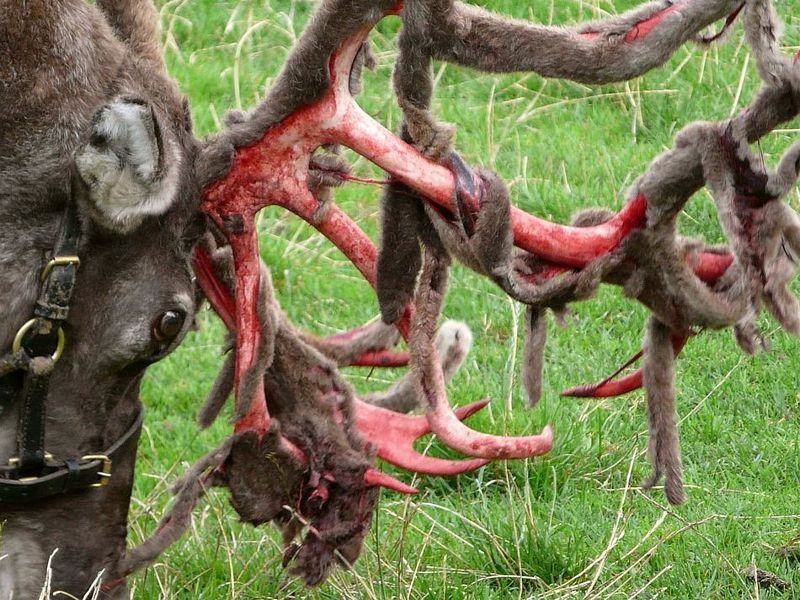 Obrázek shedding the velvet