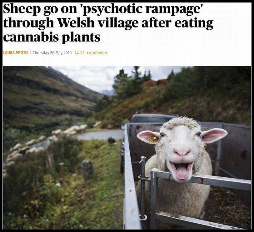 Obrázek sheep-rampage  