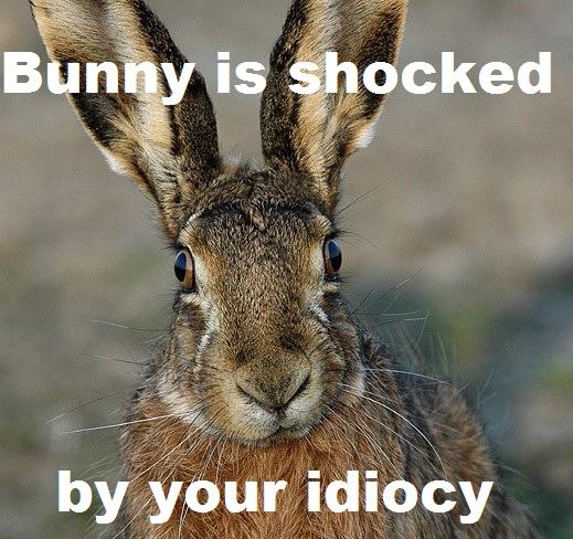 Obrázek shocked bunny