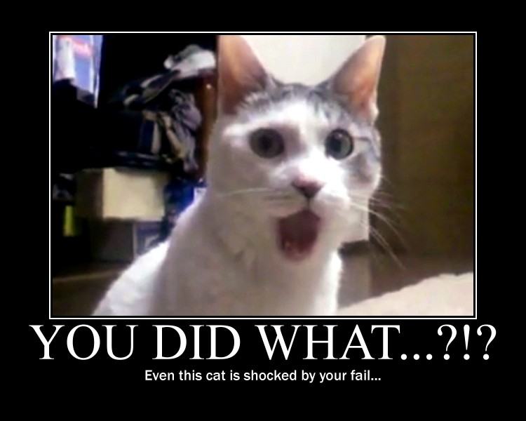 Obrázek shocked cat
