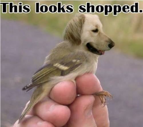 Obrázek shopped