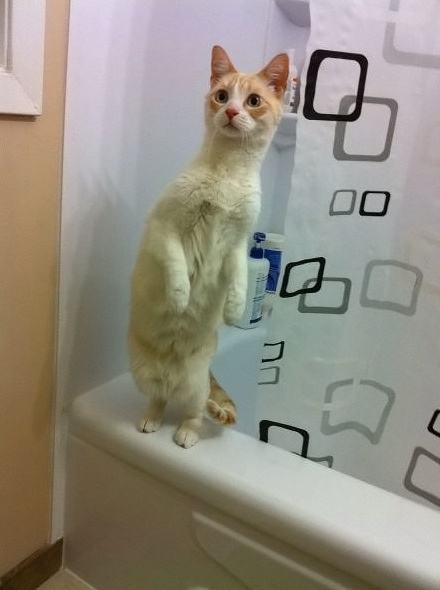 Obrázek shower not plz