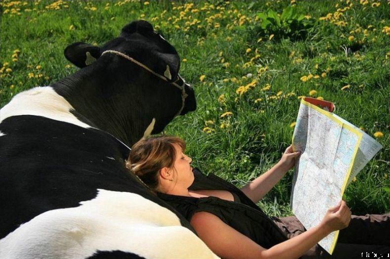 Obrázek siesta u kravy