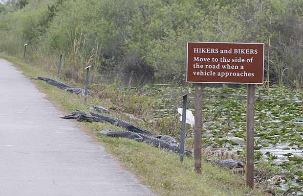 Obrázek sign-crocs