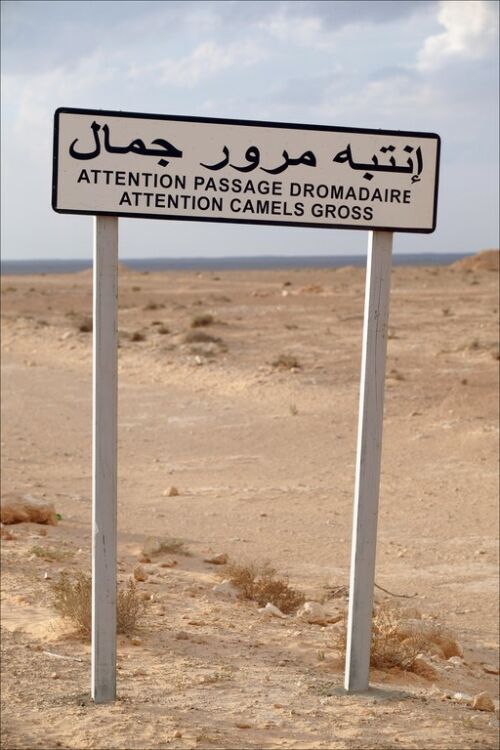 Obrázek sign camels crossing gross