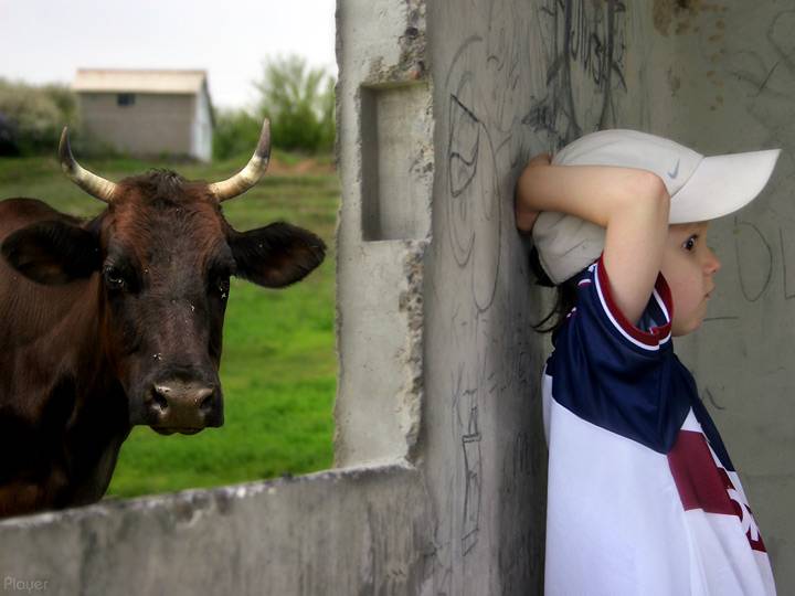 Obrázek silena krava ohrozuje dite