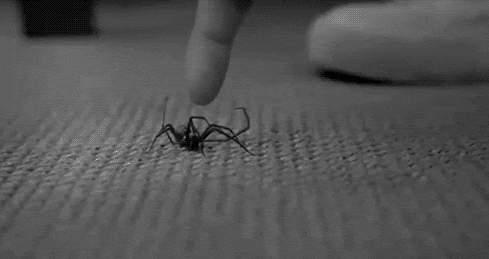 Obrázek silnej pavouk