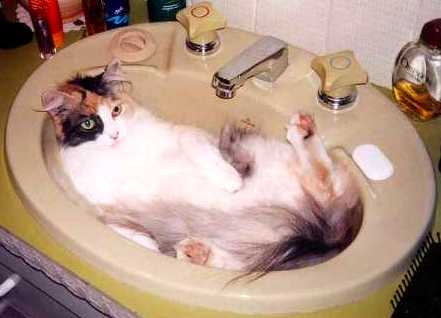 Obrázek sink cat