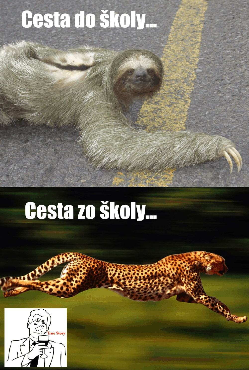 Obrázek skola
