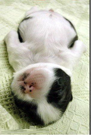 Obrázek sleep555