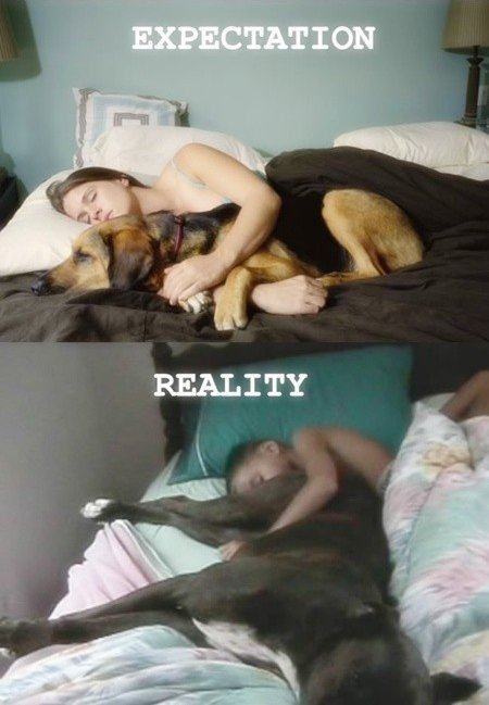 Obrázek sleeping-with-dogs