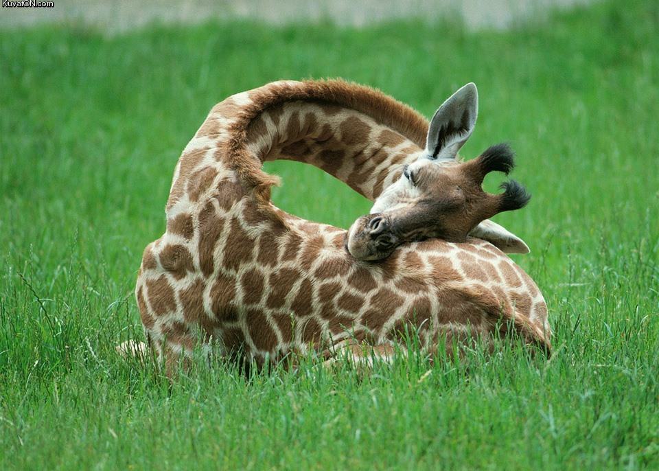 Obrázek sleeping giraffe